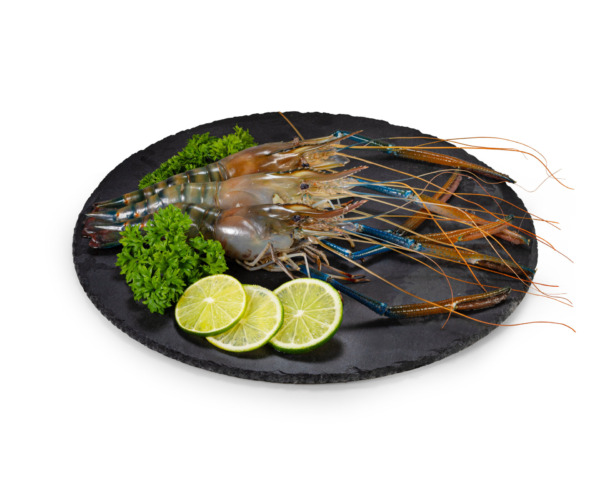 FROZEN SHRIMP