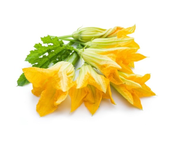FROZEN SQUASH  FLOWER
