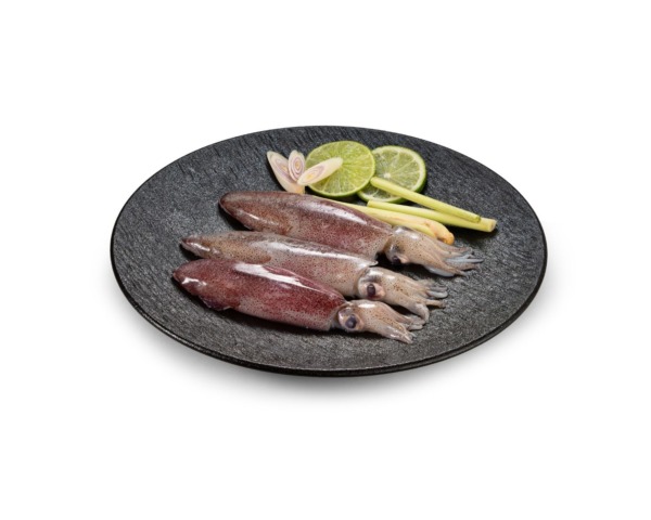 FROZEN SQUID